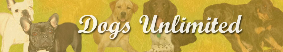 Dogs-Unlimited - Hundebetreuung Agility Erziehung Hundepsychologin Bianca Rivero